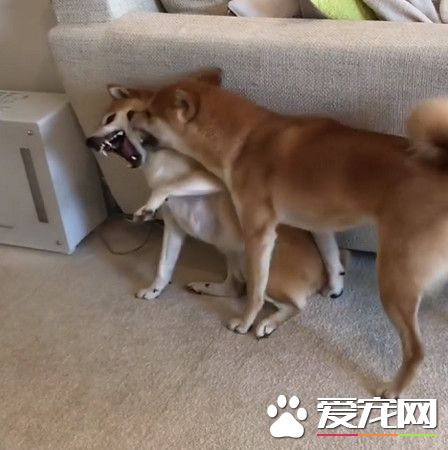 日本柴犬兄弟超級愛打架 媽媽獅哄秒變乖寶寶