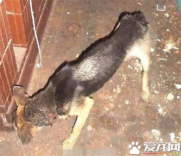 狗狗不堪忍受主人虐待，從陽臺跳下，準備結束自己的生命