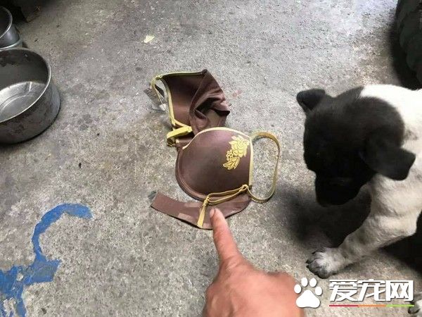 超級尷尬！汪小孩從外頭叼回家的禮物居然是