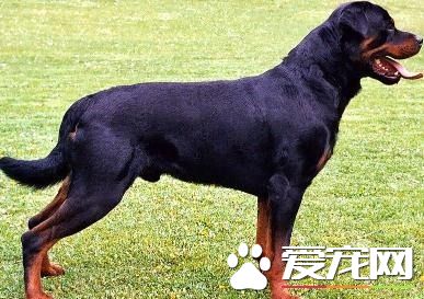 羅威納犬
