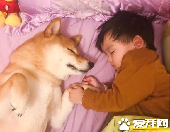 啊柴每晚都要霸占床位 和人類弟弟一起牽手入睡