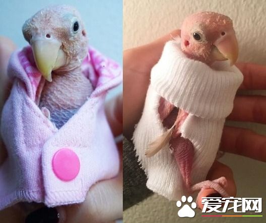 染病無毛鸚鵡裸身曝光 愛唱歌飆地毯