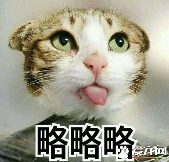 不會吐舌頭的寵物不是好寵物