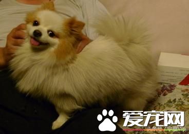 飛盤狗、偵查狗、金牌狗、撒嬌狗，一群有意思的狗！