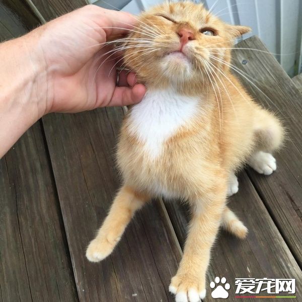 超可愛喵星人 為自己挑了四歲小男孩當貓奴收編
