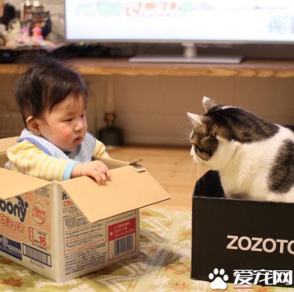 貓哥哥和人類弟弟的成長日記 看起來超級幸福!