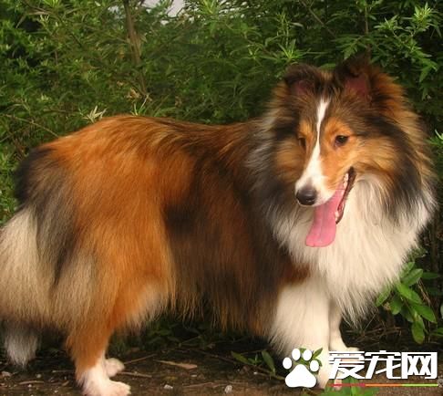 狗狗智商排行榜，你家狗狗排第幾？