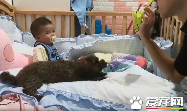 超級弟控貴賓犬 不容許任何人欺負弟弟