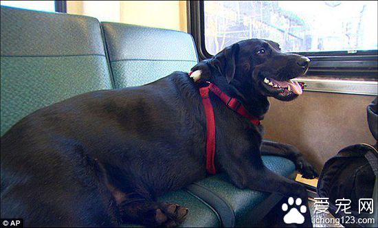 美國“逆天”拉布拉多犬獨自乘公交去公園玩耍