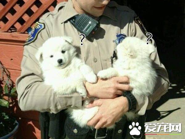 警方接獲民宅警報 到現場兩名嫌犯竟一臉呆萌