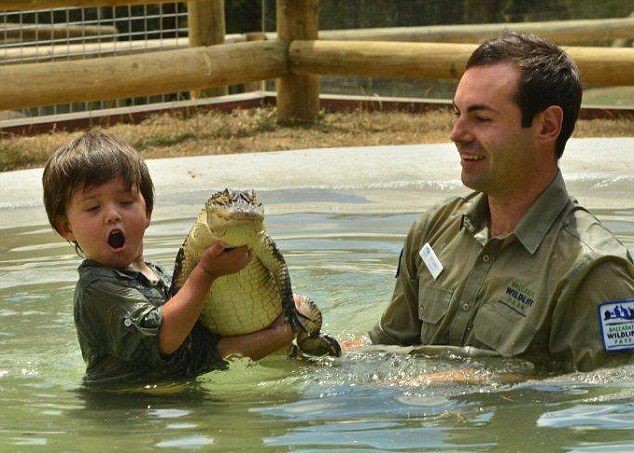 澳大利亞5歲男童與鱷魚玩耍 參與給動物喂食和健康檢查等工作