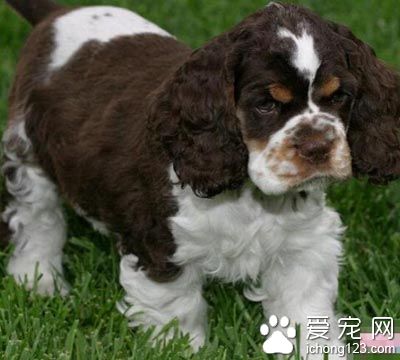 可卡犬走丟找主人“筷子兄弟”經紀人轉微博幫忙