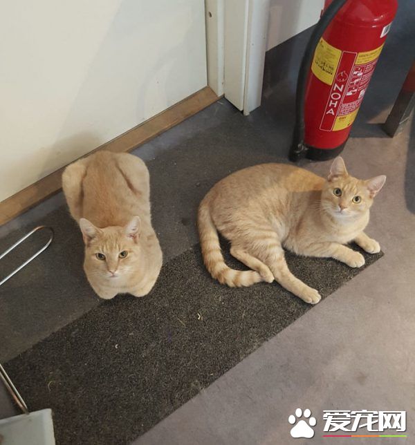 看！一位工作在貓咪收容所的女生對貓咪的爆料