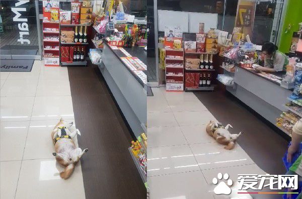 柴柴壞掉了嗎？柴柴跟把拔去超商躺大廳中央