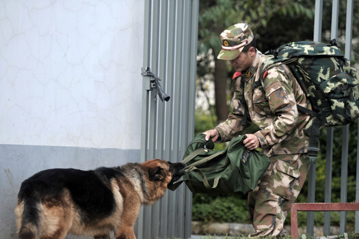 老人掉冰窟窿 愛犬忠心守護其旁直至救援到來