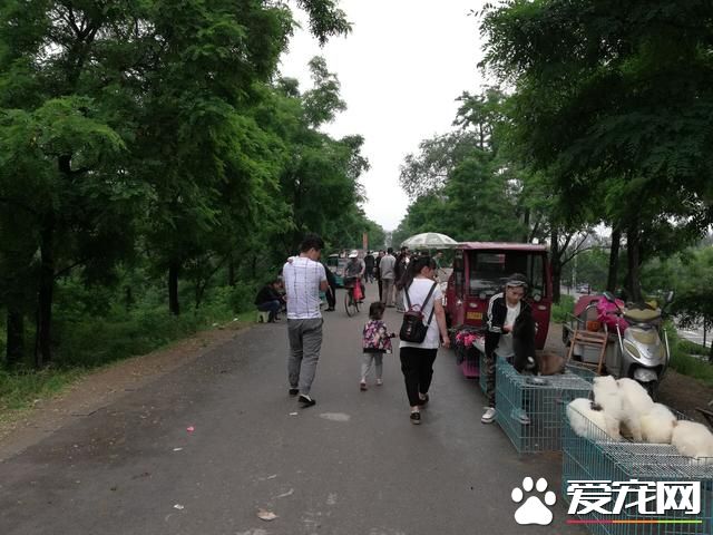 德州寵物大集場走一圈，誰能告訴最后圖片中狗是什么品種？