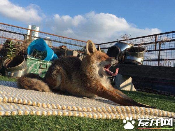 不請自來的天兵狐貍 擅自加入曬太陽行列
