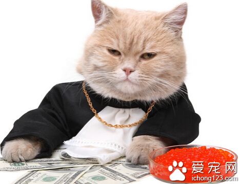 貓咪為什么喜歡吃肉 貓是純肉食動物