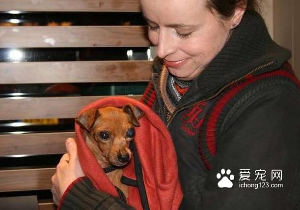 繁殖犬被關小籠子中12年終于被接走，醫生診斷后卻帶來天大的事