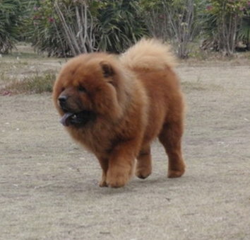 一只小雄獅在運輸過程中逃脫 被村民發現并移交森林派出所