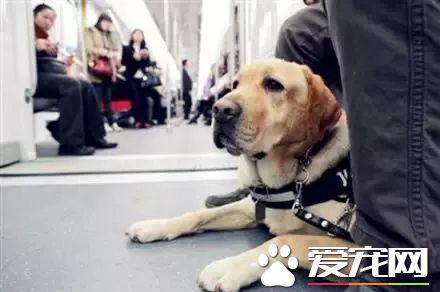廣州第一批導盲犬已上崗，以后地鐵可見到狗狗！但不要圍觀亂摸拍照！