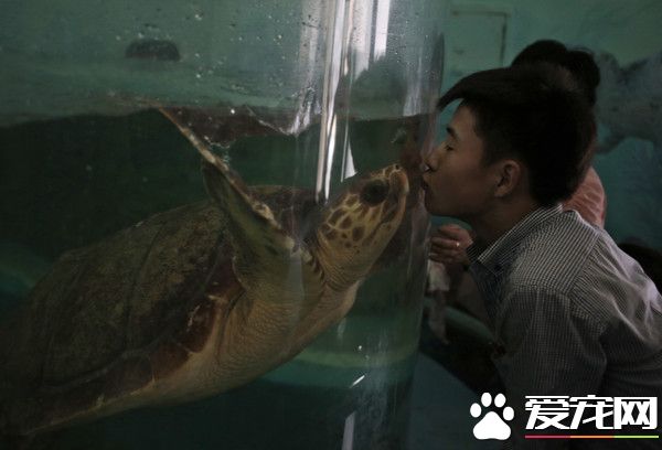 金正恩捐出吉娃娃 平壤動物圓設置狗展館