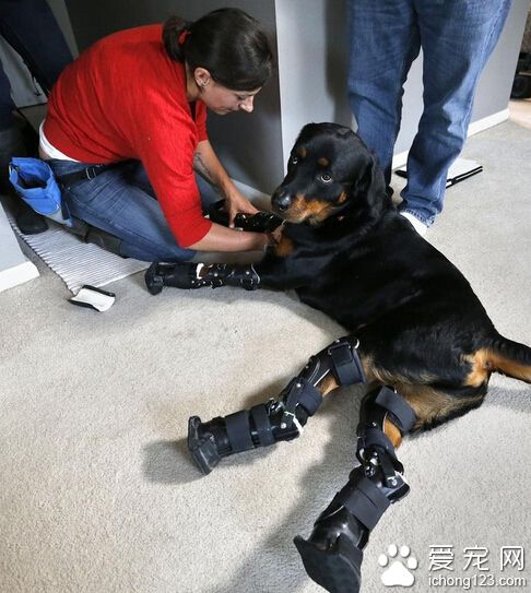 羅威納犬被稱為“機器狗” 四條腿都是義肢