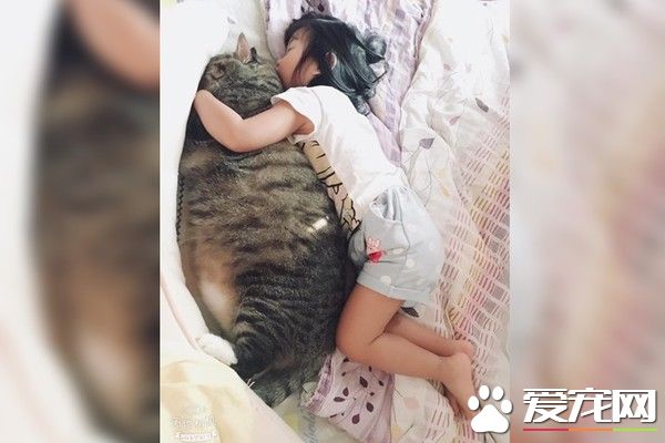 這是龍貓吧！曾經的小萌鮮肉變肥宅大叔巨貓