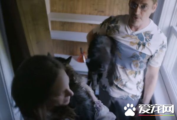 貓咪的魅力 讓不愛貓的小羅勃道尼化身超級貓奴