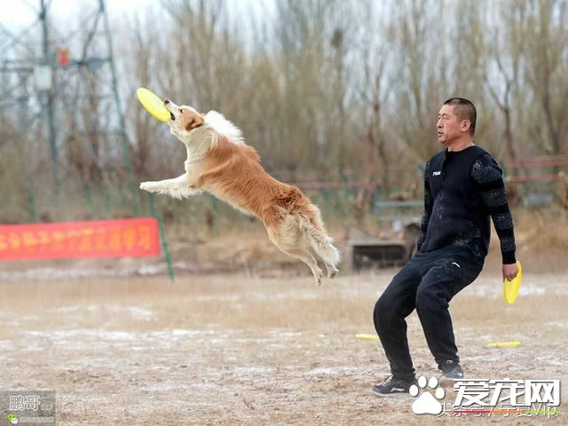 飛盤狗、偵查狗、金牌狗、撒嬌狗，一群有意思的狗！