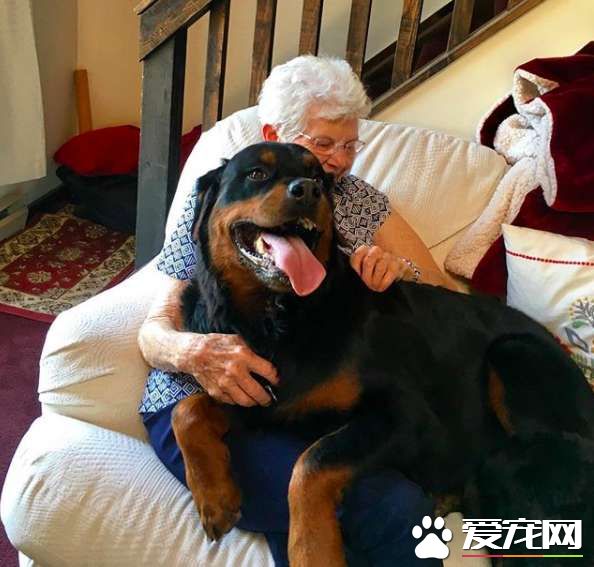 汪星人剛回家被阿嬤超嫌 幾個月后成阿嬤大狗孫