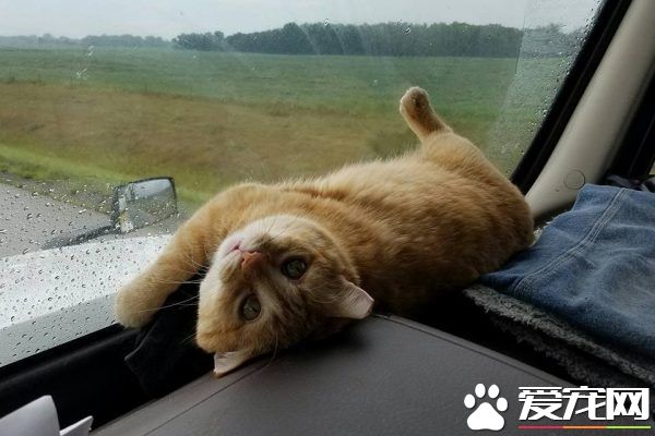 喵咪被長程卡車司機收編 一拍即合成最佳拍檔!