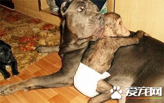 被狗收養的孤兒黑猩猩 竟然把自己當成一條狗了