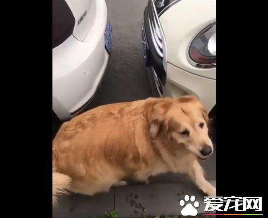 胖胖毛小孩超可愛   可愛的同時不能忘記健康隱患