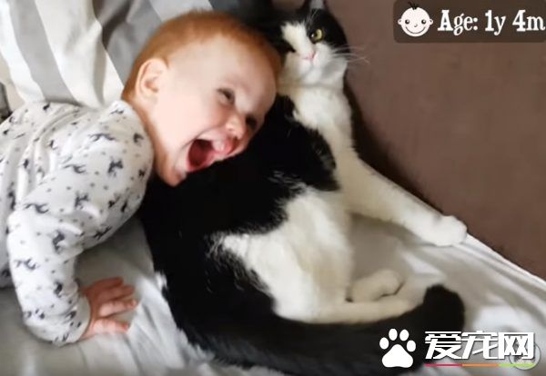 親貓狂 人類弟弟超愛他的貓哥哥