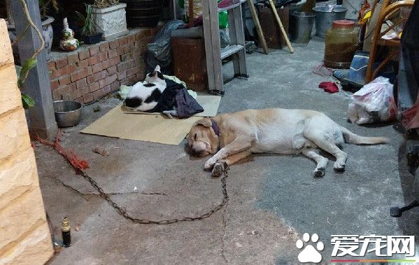 浪喵侵門踏戶鳩占鵲巢 暖汪從戶主變保全