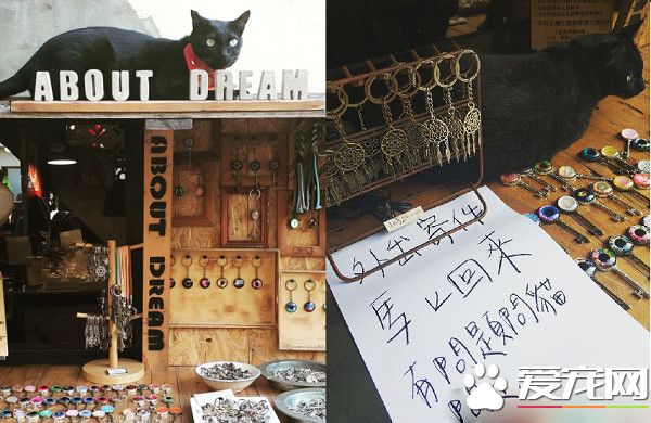 外出寄件有問題問貓 店家外出留貓解決顧客的問題