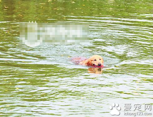 愛狗人士“群遛” 愛犬 給愛犬舉行萌犬聚會