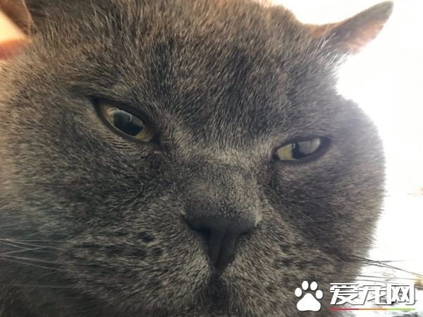 看見貓奴滑手機 就會自動把下巴饋上去討摸