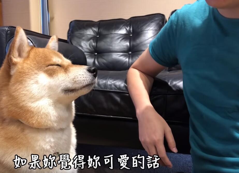 超自戀的柴犬 說不可愛就肉拳攻擊