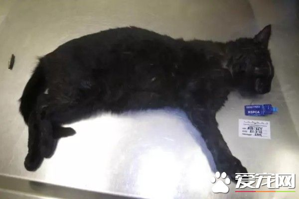 恐怖虐貓事件！女子報警聲稱自家貓咪中毒了