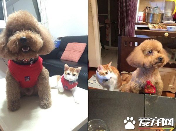 阿嬤的跟屁蟲 被截肢貓咪暖心陪伴老人