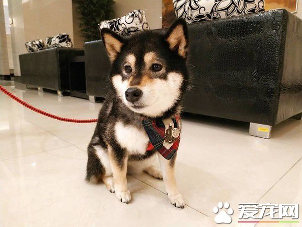 4歲妹妹畫黑柴 本尊問號：哪里像了啊