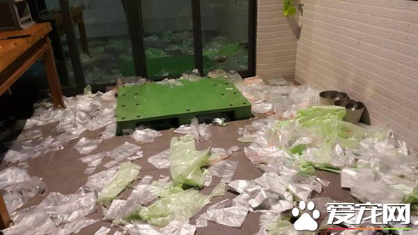 汪將塑膠袋弄滿地 正襟危坐露出愧疚表情認錯