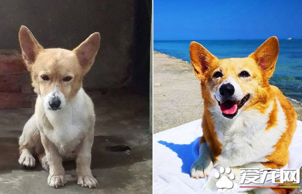 柯基犬在繁殖場被救 幸遇把拔帶它旅游看世界