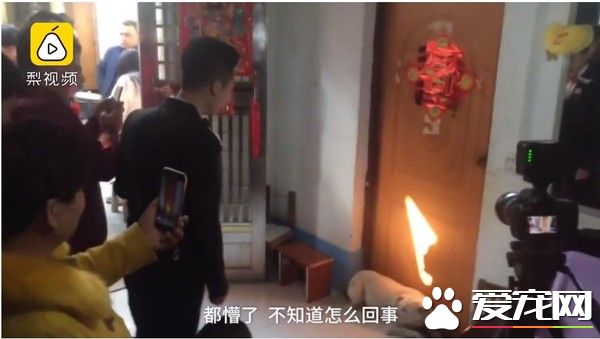 暖心汪不遠姐姐出嫁 死守房門口堵新郎接親