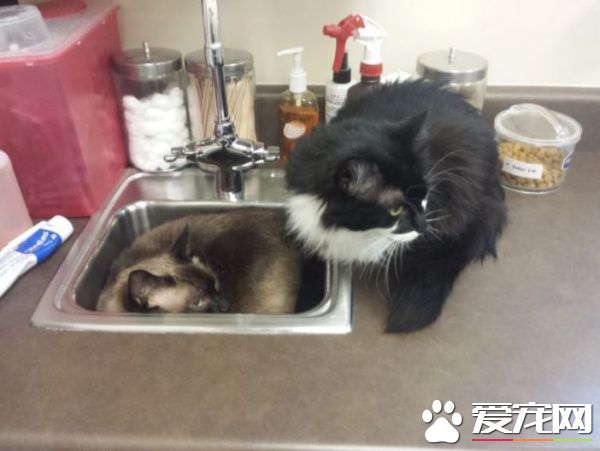 貓兄弟初看醫生爭相躲水槽 模樣超級可憐卻又好笑