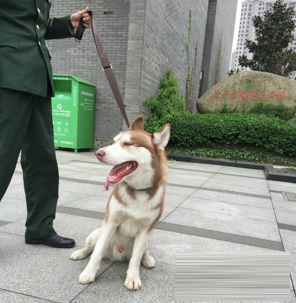 哈士奇要當“消防隊員”  加入早操隊伍不肯離去