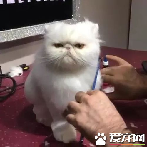 主人曬出貓咪剪發時的表情，微博網友瞬間笑噴：讓這眼神委屈到哭！