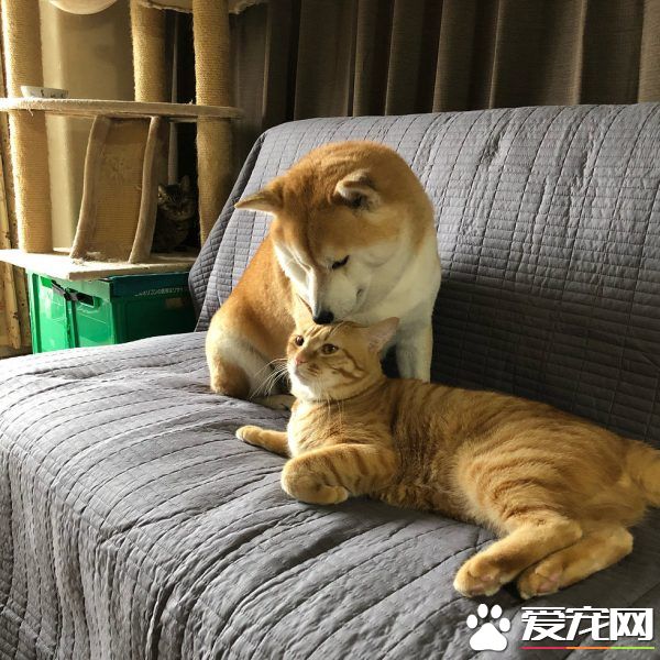 主人帶回流浪小貓 讓失去貓咪好友的柴柴很開心
